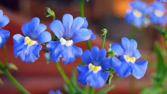 Nemesia Seeds Blue Gem Annual Flower Seeds Nemesia strumosa Compact Bushy Growth