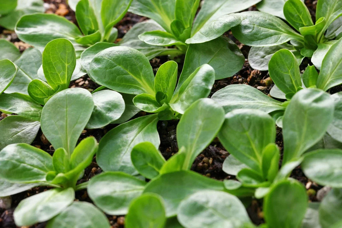 Corn Salad Seeds 300+ Pack - Mache, Lamb's Lettuce Heirloom - Ships from Iowa, USA