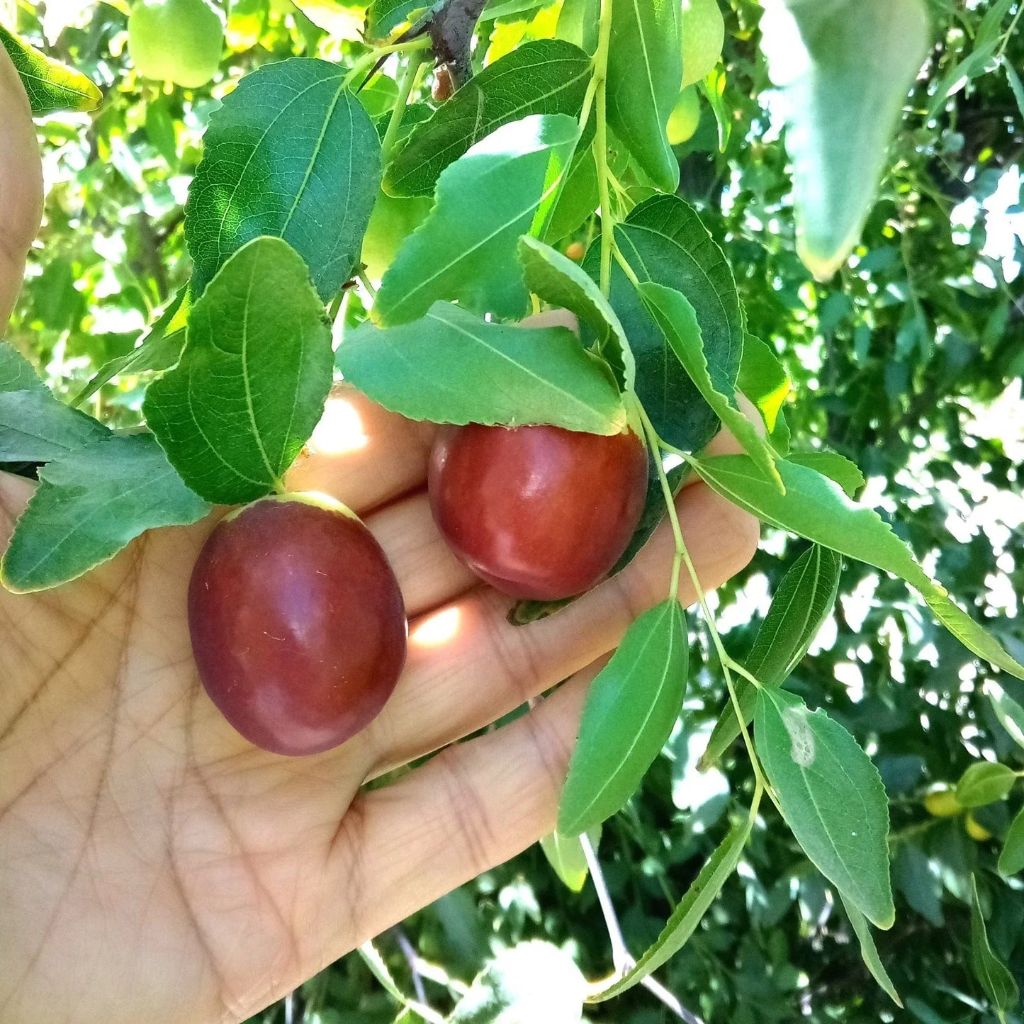 Autumn Beauty Jujube Tree Cuttings – 8-Inch Grafting Scion Wood of Ziziphus jujuba for Fruit Production