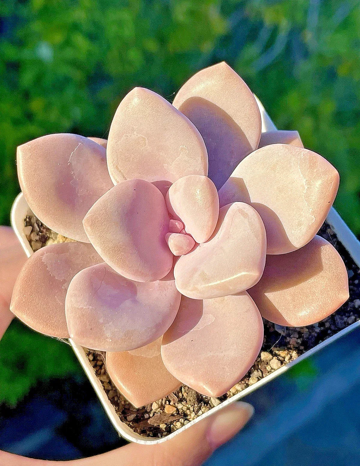 Graptopetalum Murasaki Succulent 2.75-Inch Live Plant Pink Rosette G. paraguayense, Bubblegum Pink, Fully Rooted