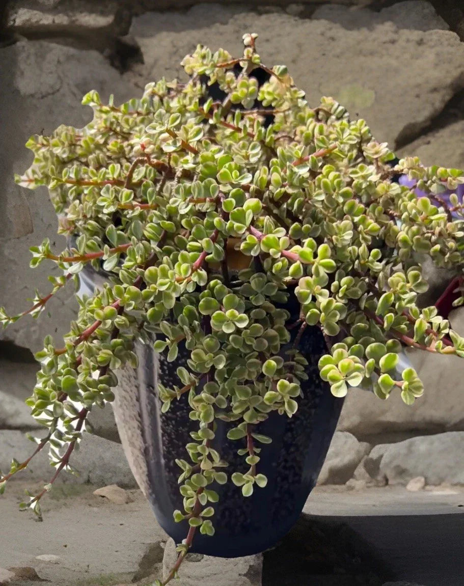 Rainbow Variegated Elephant Bush Cuttings - Portulacaria afra Dwarf Jade Plant - 2 Healthy Succulent Cuttings