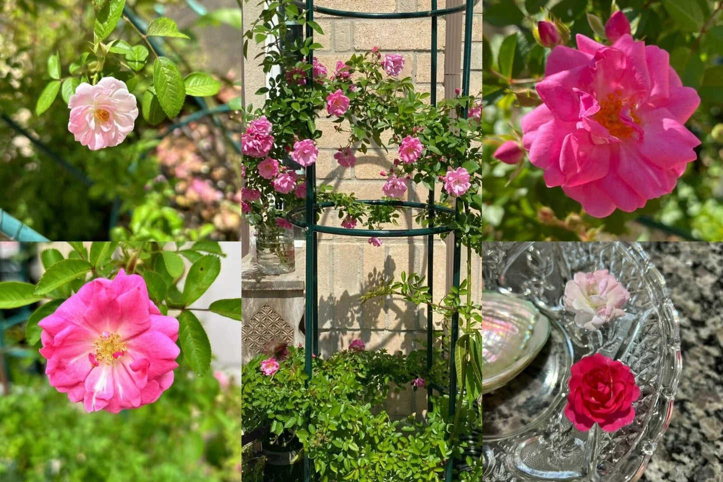 Peggy Martin Thornless Rose Cuttings - 10 Healthy Stem Propagation Material - Rosa 'Peggy Martin' for Gardens and Landscapes