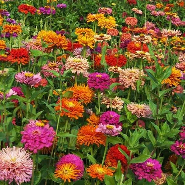 Giant Cactus Pinca Mix Zinnia Seeds - 100+ Pack - Zinnia Elegans Annual Flowers