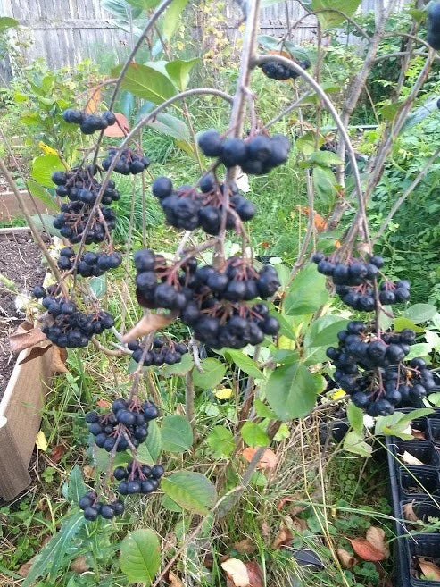 Viking Aronia Berry Plant – Live Dormant Rooted Cutting – Edible Berry Bush – Aronia melanocarpa – Zones 3-8