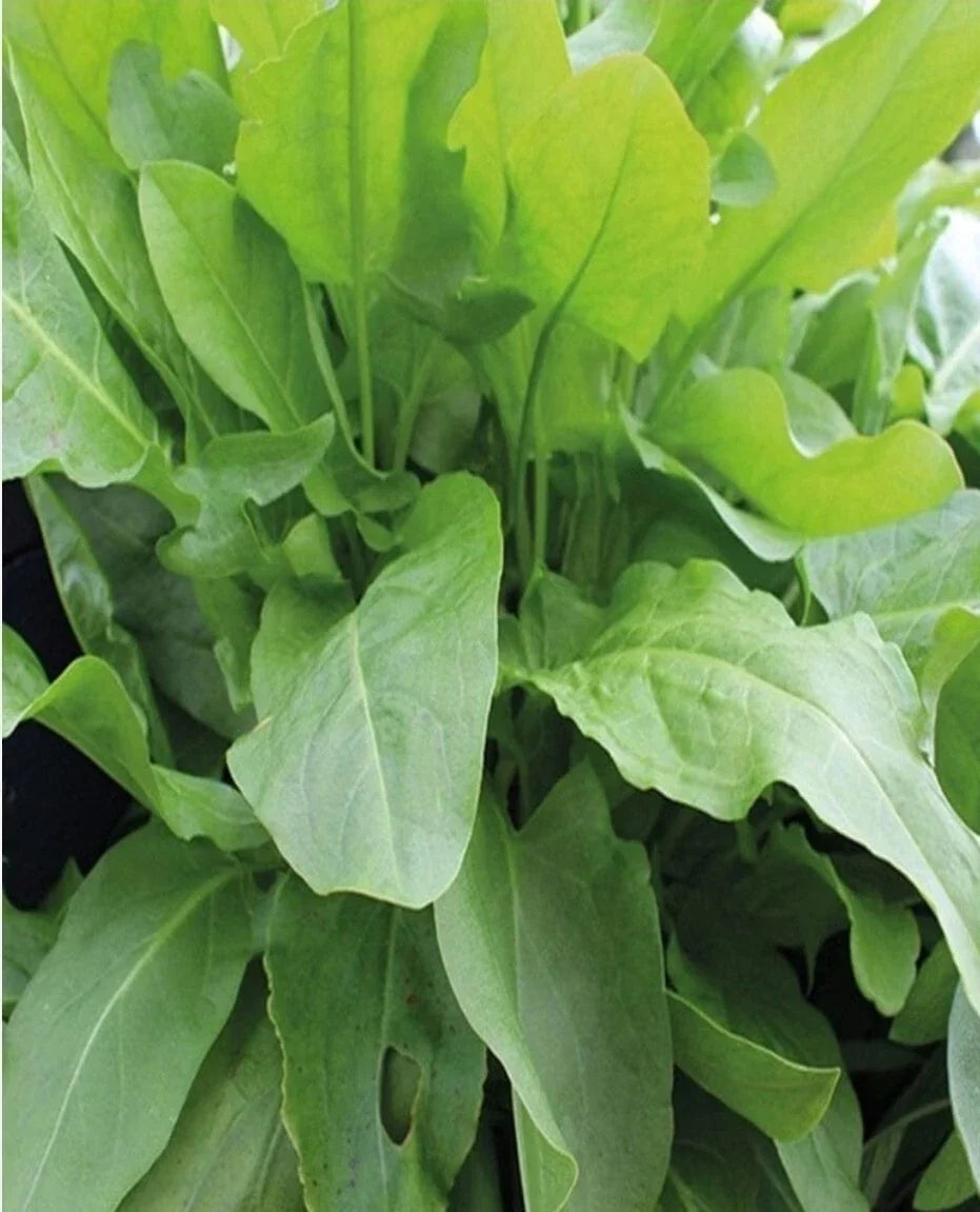 Large Leaf Sorrel Seeds - Organic Heirloom Herb Rumex acetosa, 100+ Seeds for Culinary Gardens