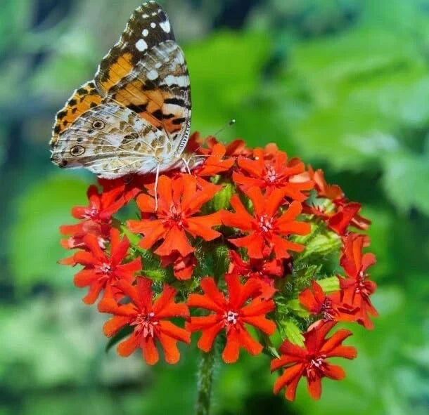Maltese Cross Flower Seeds - 50 Red Perennial Seeds Lychnis Chalcedonica