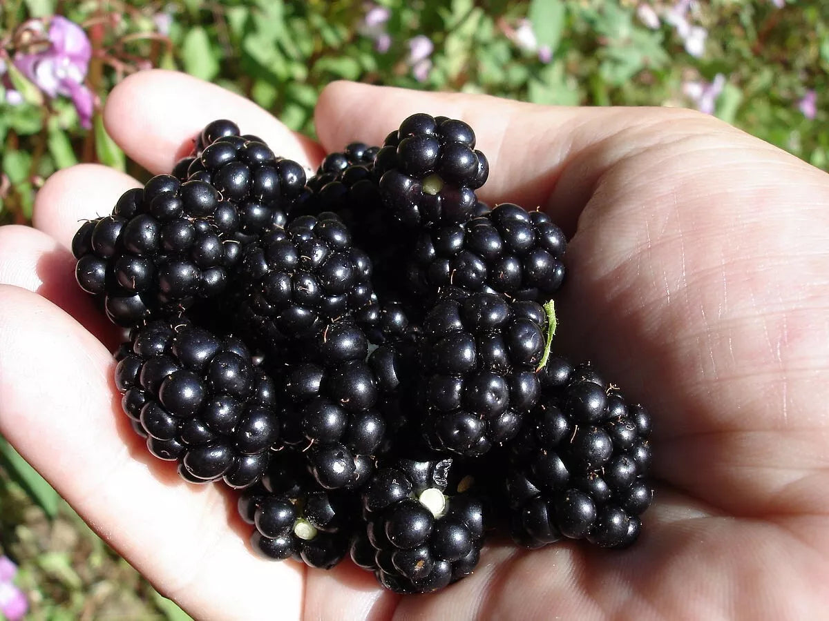 Organic Blackberry Seeds - 100 Count Non-GMO Rubus fruticosus for Home Gardening, Juicy Blackberries, Easy to Grow