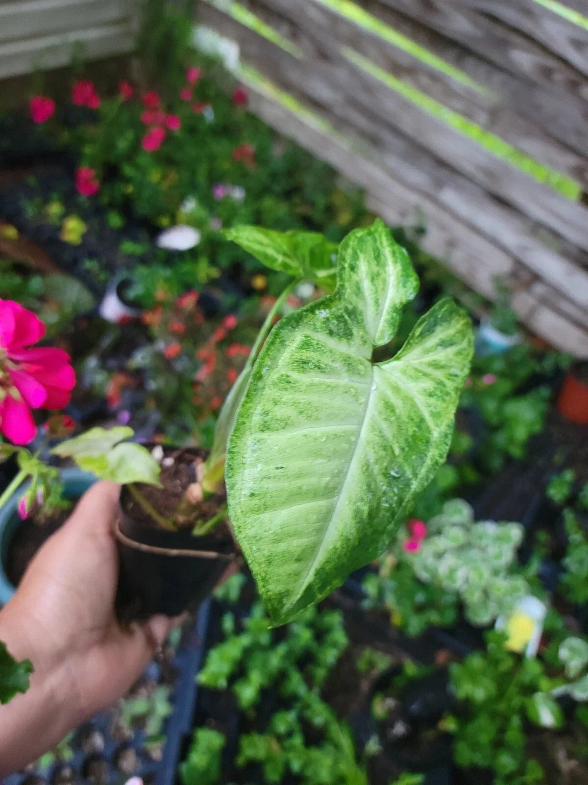 White Butterfly Plant in 2.5" Pot, Syngonium podophyllum, Indoor Houseplant, Low Light Tolerant, Variegated Green and White Foliage