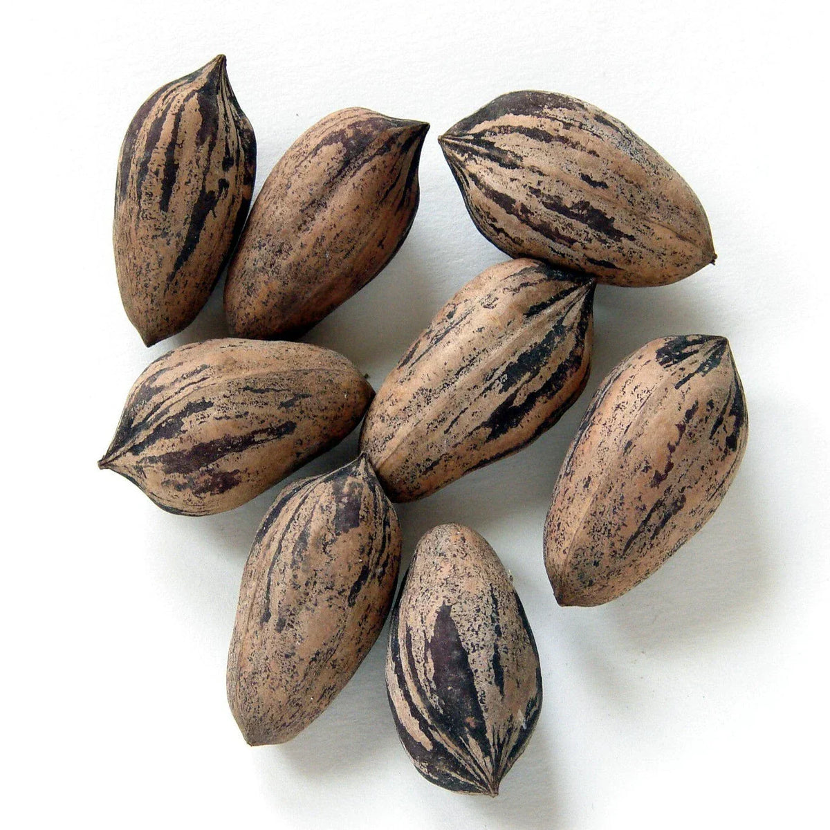 Northern Sweet Pecan Tree Seeds - Hardy Zone 5, Edible Nuts, Carya illinoinensis