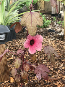 Cranberry Hibiscus Live Plant - Acetosella Rosella Edible Cuttings - Tropical Ornamental Foliage