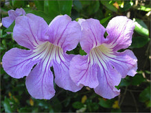 Organic Live Violet Trumpet Vine Cuttings - Clytostoma Callistegioides - USA Grown, Healthy Plants for Gardens and Landscaping