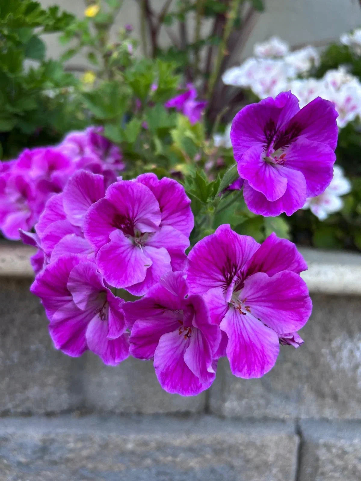 Purple Geranium Starter Cuttings, 3 Pack, Pelargonium spp., No Roots, Indoor & Garden Planting
