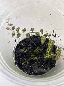 Ecuador Vine Plant in Pot - Solanum sp. - Perfect for Terrariums - Rooted Indoor Plant