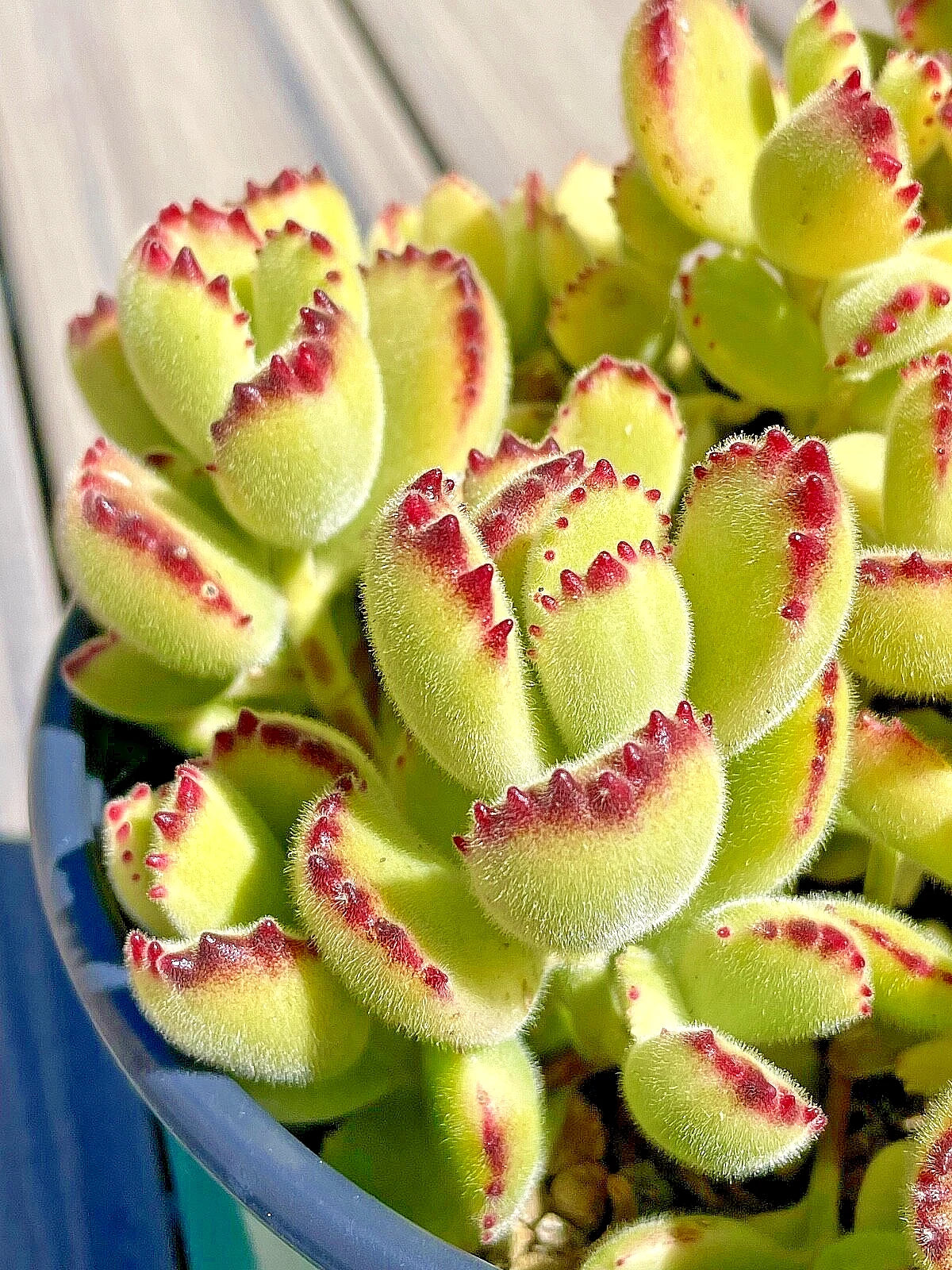 Rare Cotyledon tomentosa Variegated Bears Paw Succulent Cutting – 2-Inch Live Propagation Plant