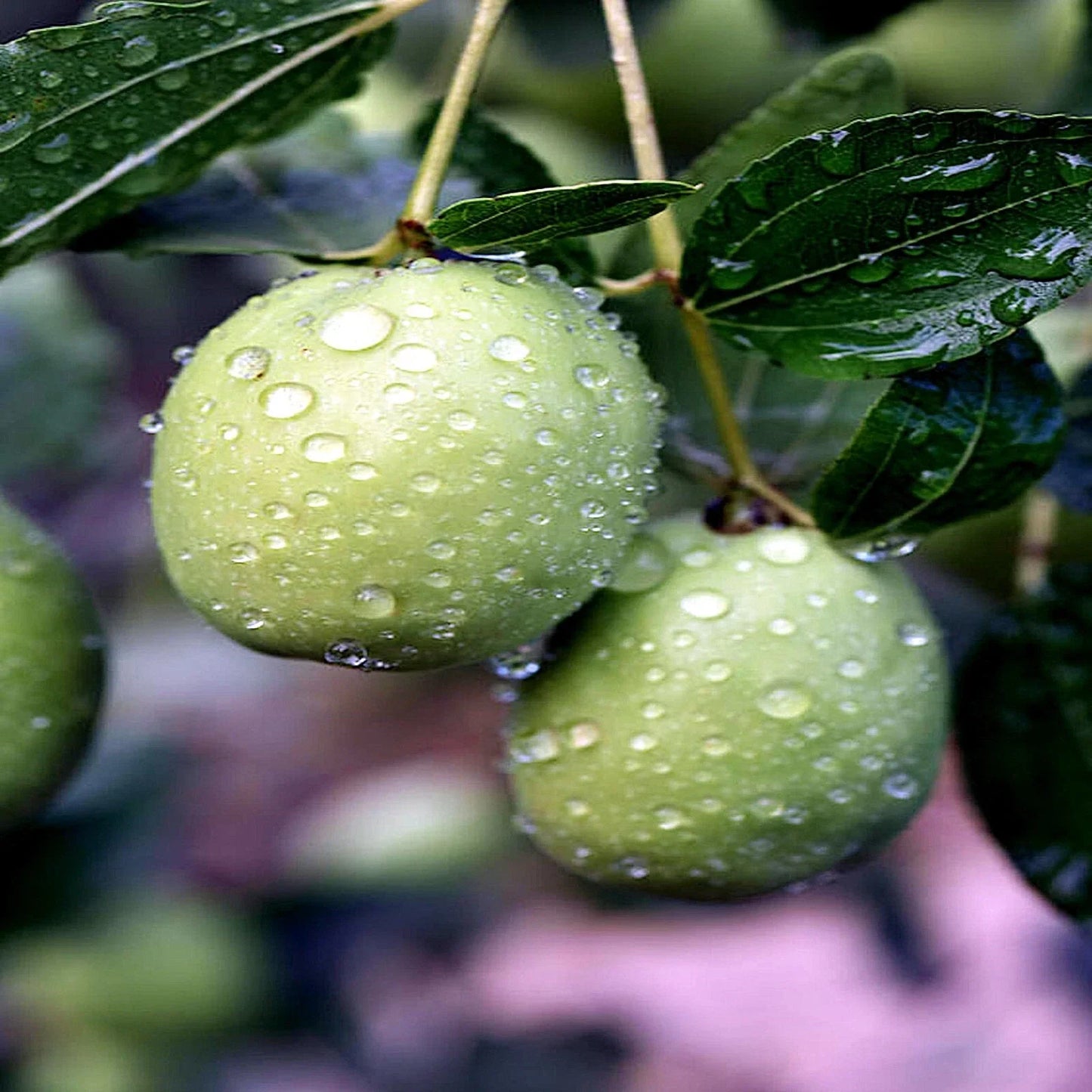 Jojoba Tree Seeds - Simmondsia chinensis - Drought-Tolerant Perennial Shrub for Oil & Landscaping