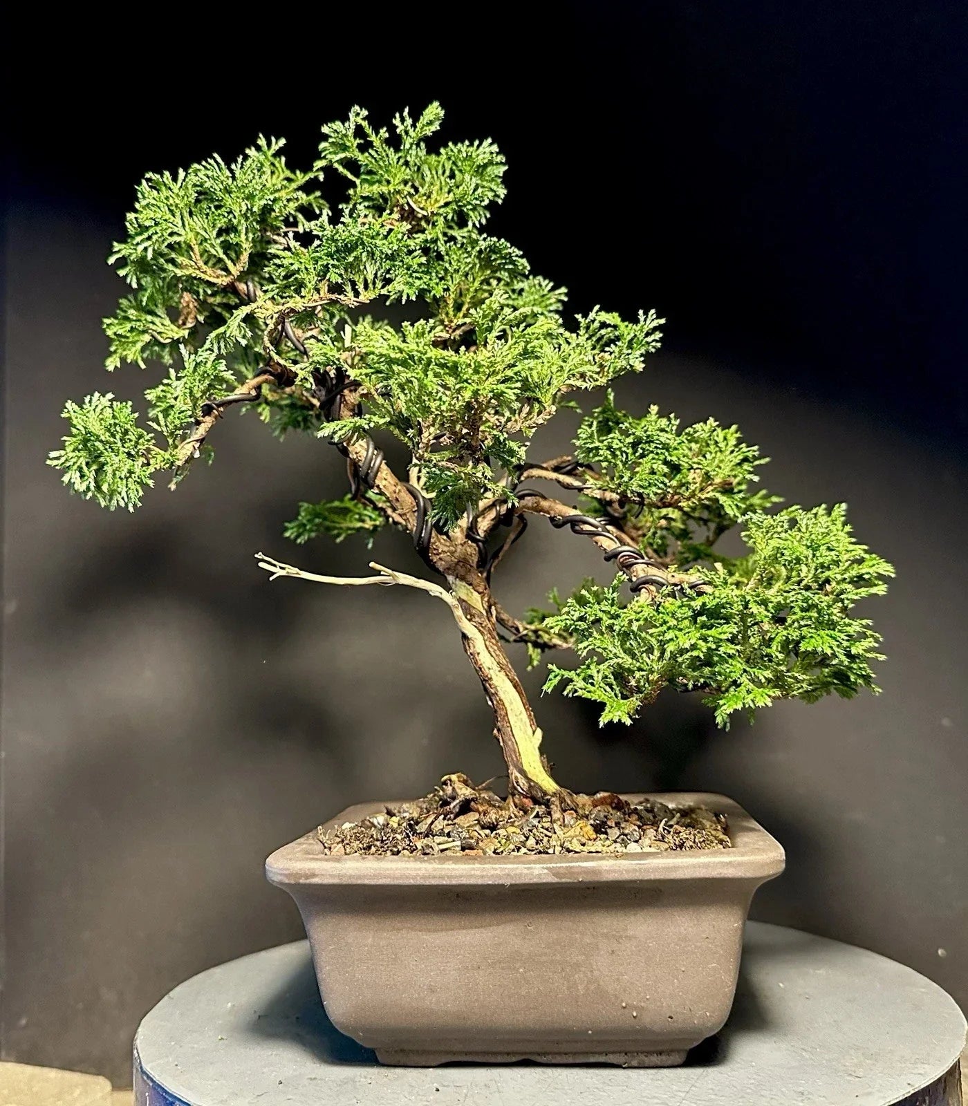 Mame Bonsai Tree 10.5" Tsukumo Cypress Chamaecyparis Pisifera in Japanese Pot, Indoor/Outdoor Dwarf Conifer Plant