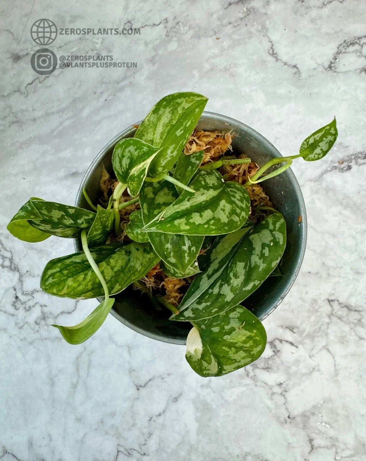 Scindapsus Mayari Cuttings - Rooted Houseplant with Low Variegation - Epipremnum aureum Indoor Plant