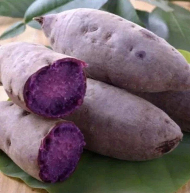 Purple Sweet Potato Slips – 10 Planting Cuttings – Ipomoea batatas – Edible Garden, Container, Non-GMO