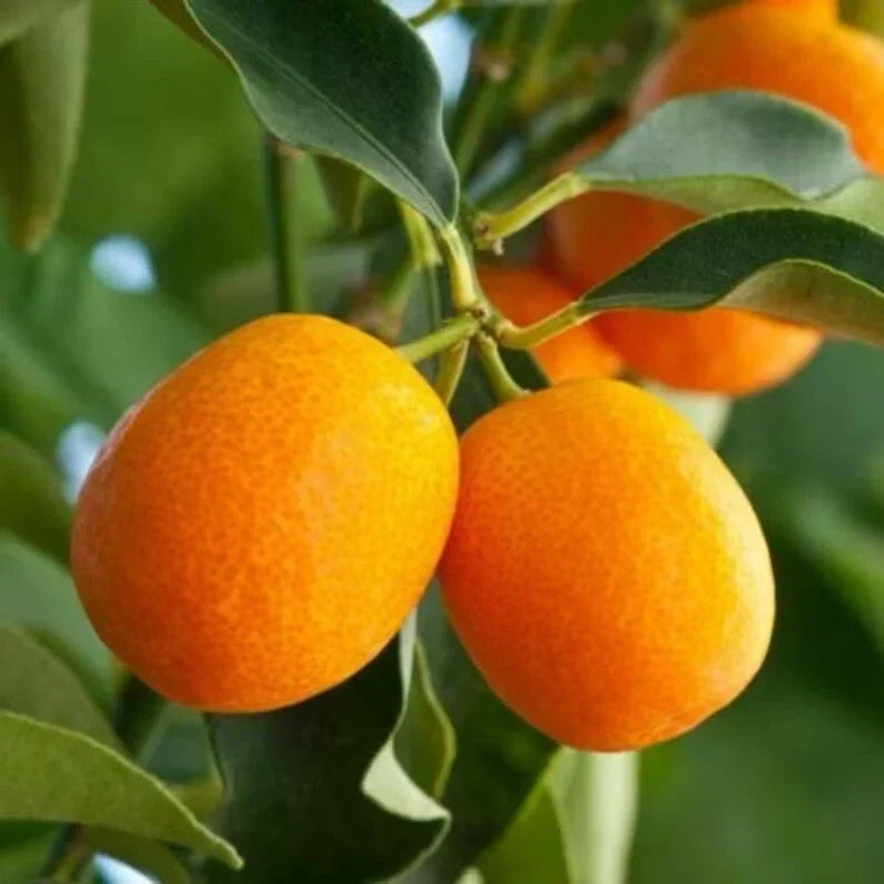 Sweet Meiwa Kumquat Citrus Tree Seedling - 4-Inch Pot, Fortunella crassifolia, Indoor/Outdoor Garden Plant