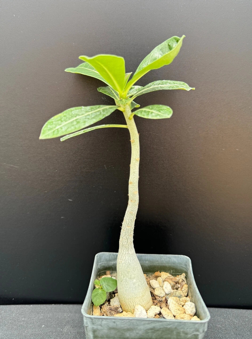Adenium obesum 'Merrylynn's Pink' Succulent in 2.5" Pot - Pink Desert Rose Plant for Indoor & Garden
