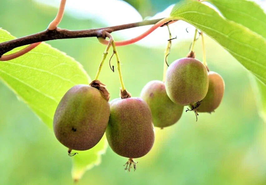 Hardy Polar Arctic Kiwi Cuttings - 6 Unrooted Actinidia Arguta Vines - 6-7 Inch Seedless Kiwi Cuttings