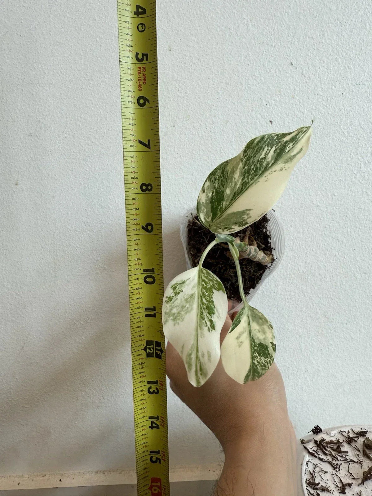 Rooted Variegated Monstera Albo Borsigiana Plant - Indoor Tropical Houseplant with White & Green Foliage - 4-Inch Pot