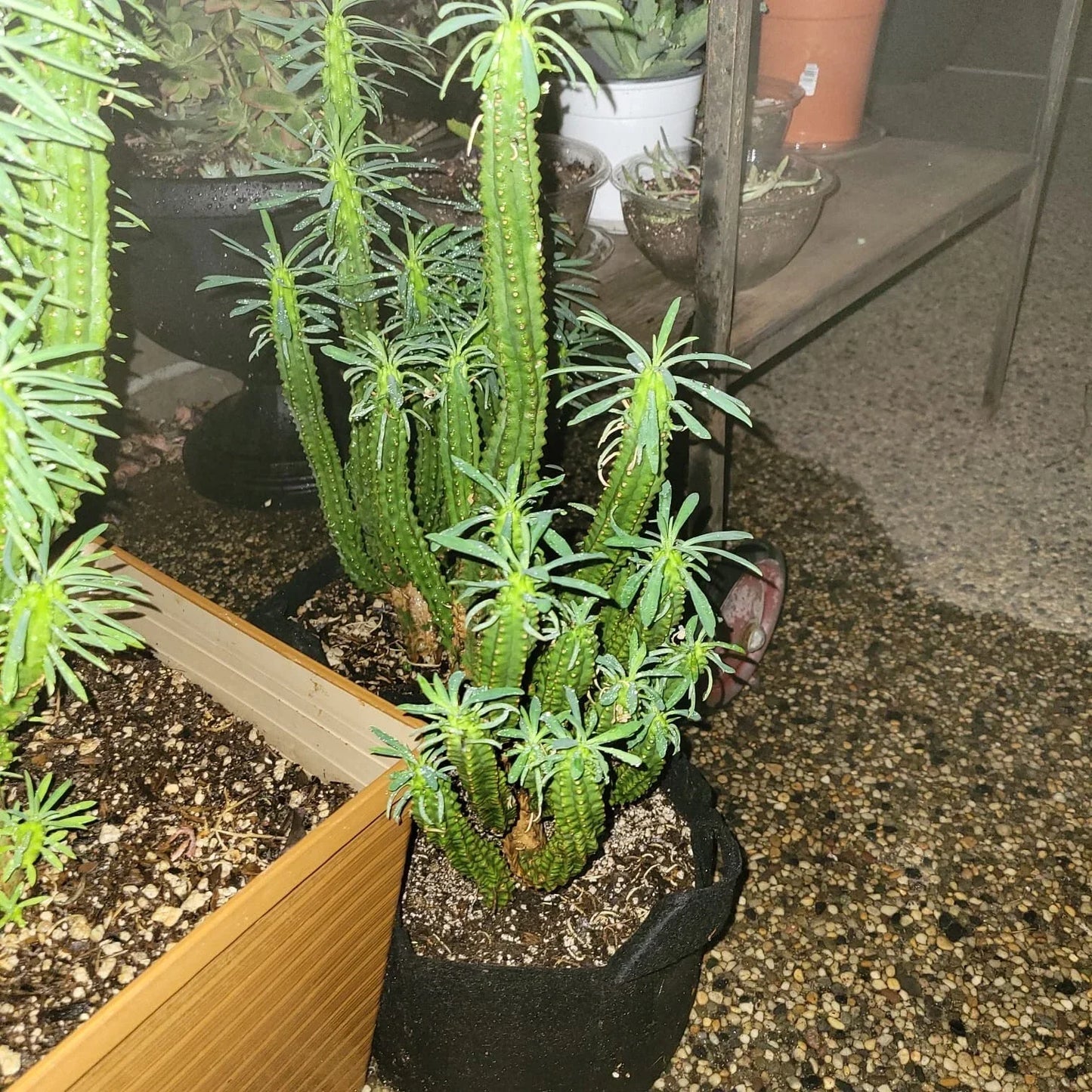 Euphorbia Loricata 'African Palm Tree' Cactus Cutting - 6-Inch Succulent for Indoor Outdoor Garden