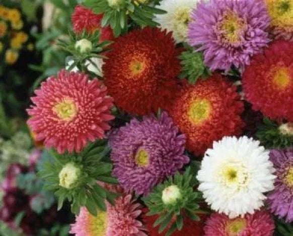 Aster Flower Seeds Mix - Powderpuff Variety - 50 Fresh Seeds - Ideal for Gardens - Aster spp.