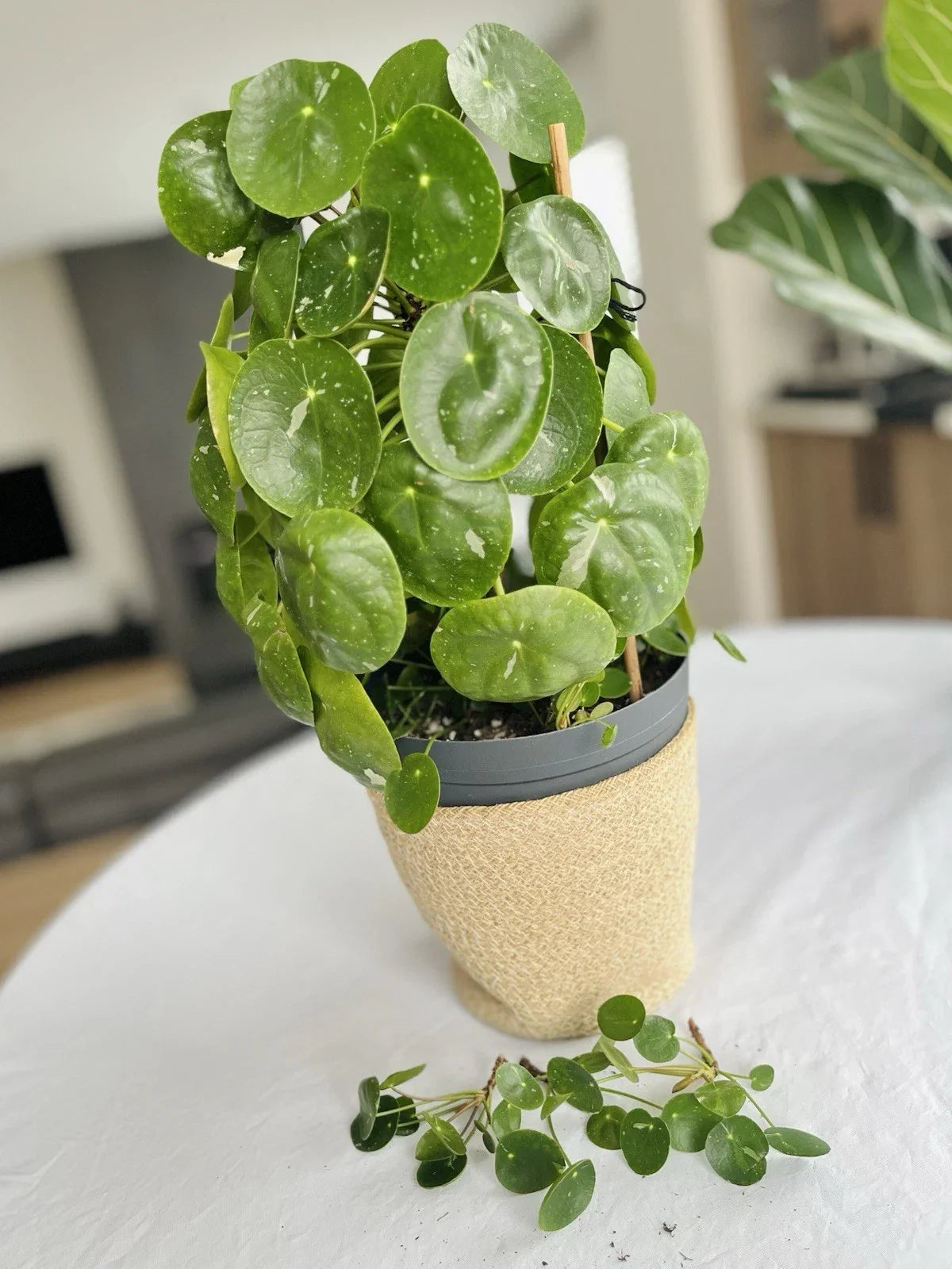 Rare Variegated Pilea Peperomioides White Splash Fresh Cuttings – Indoor Houseplant, Unique Leaf Pattern, Easy Propagation