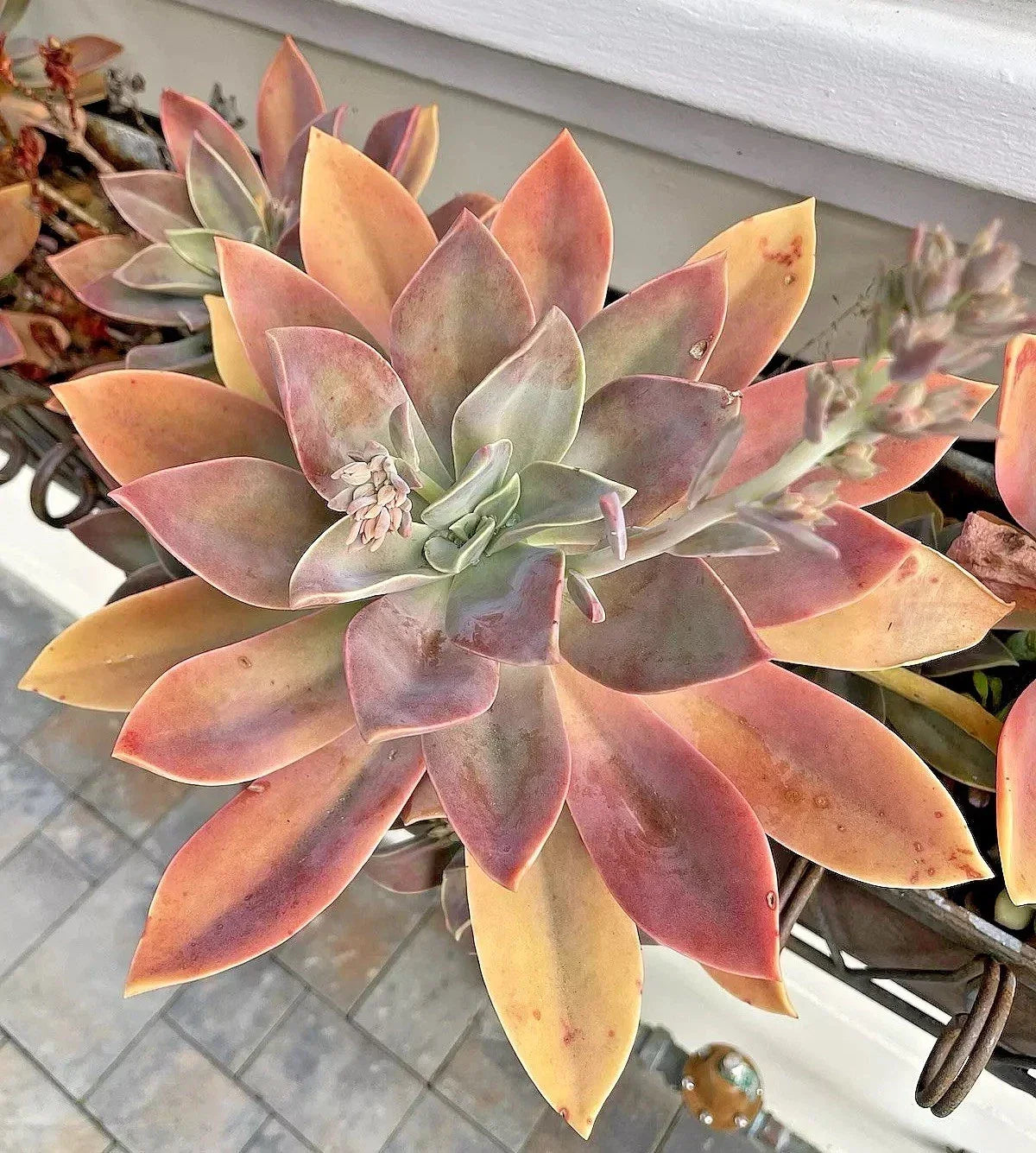 6-Inch Graptoveria Fred Ives Succulent Cutting – Rare Live Plant for Indoor and Outdoor Decor, Easy Care, Rosette Shape, Drought Tolerant