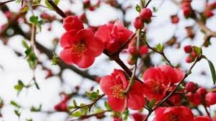 Flowering Quince Cuttings – 5 Double Scarlet Chaenomeles speciosa Garden Propagation Material