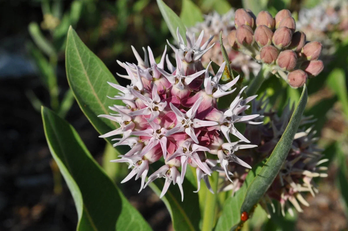Showy Milkweed Seeds - Asclepias speciosa - Butterfly Weed Perennial Wildflower Seeds for Pollinators