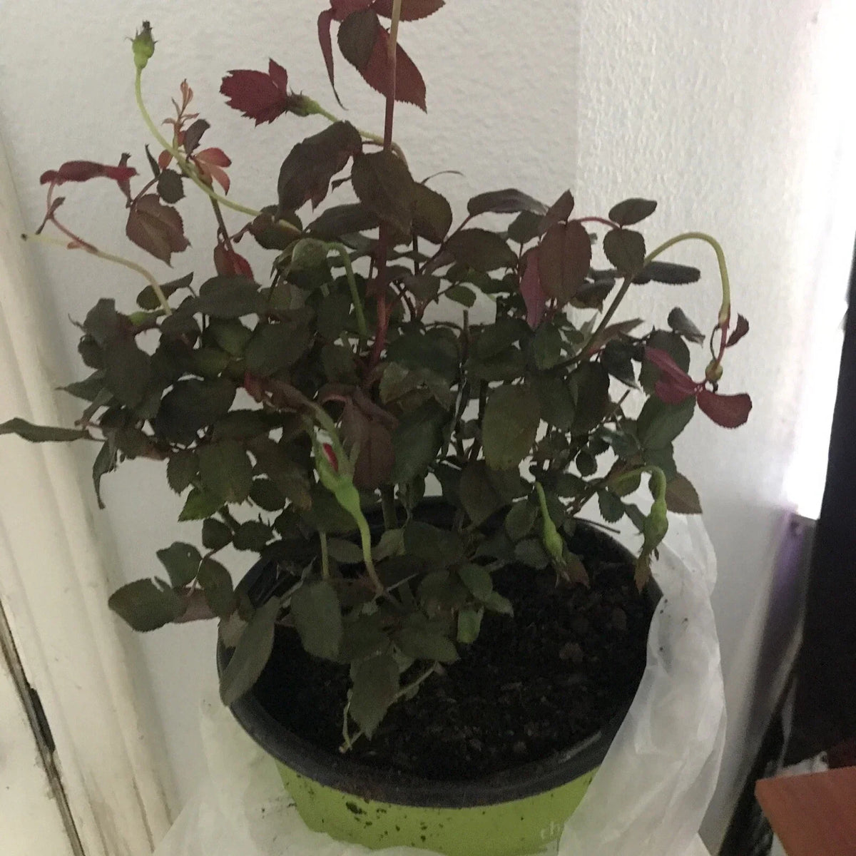 Double Red Knock Out Rose Plant 1 Gallon, Rosa 'Radrazz', Easy Care, Full Sun, Low Maintenance Garden Flower