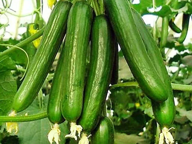 Organic Beit Alpha Cucumber Seeds - Heirloom, Cucumis sativus, Salad, 25+ Seeds, Heirloom, Full Sun, Vining, Non-GMO