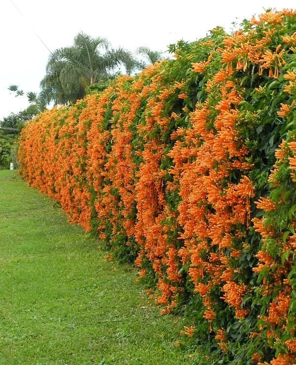 Phyrostegia Vine Starter Plant - Florida Flame - Hummingbird Attracting Climber - Small Rooted Plant - Phyrostegia venusta