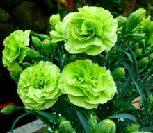 Bright Green Carnation Seeds - 100 Count - Dianthus Perennial Flower Seeds