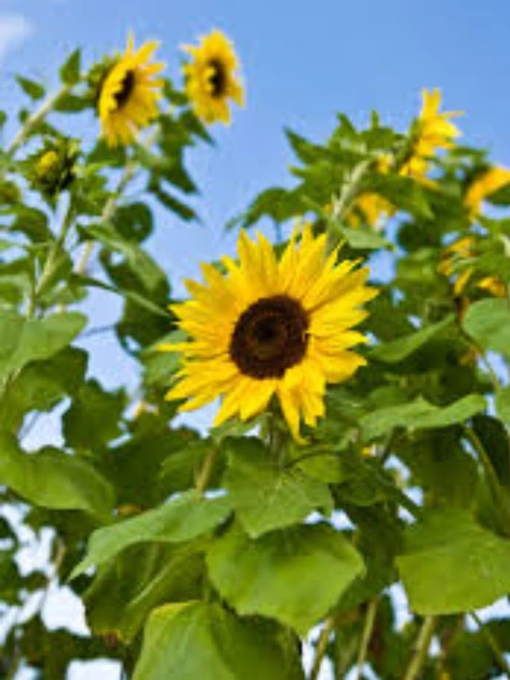 100+ Common Sunflower Seeds – Native Wild Helianthus annuus for Gardens, Pollinators & Wildflower Meadows