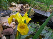 Yellow Flag Water Iris Shoots - 10 Pack - Pseudacorus - Aquatic Plant for Ponds and Wetlands