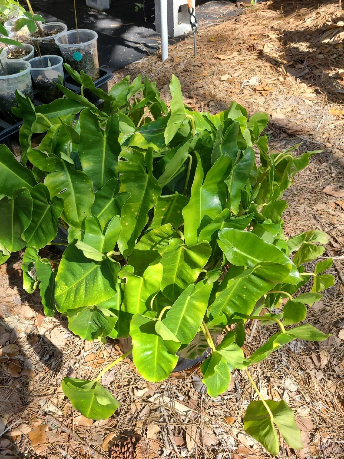 Philodendron 'Burle Marx' Live Plant Cutting - Tropical Indoor Houseplant, Rare Variety, 5-7 Inches