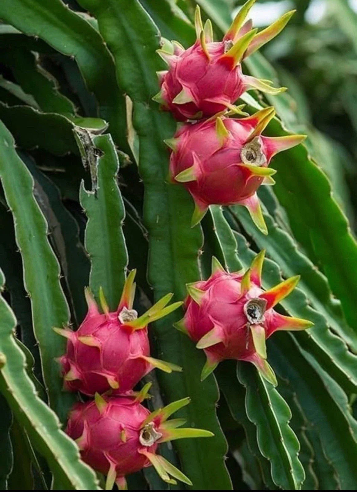 Dragon Fruit Cuttings - Rooted Hylocereus Undatus - Edible Cactus for Home Garden & Container Growing