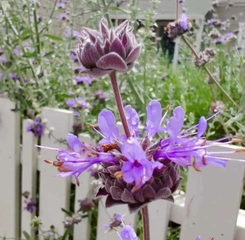 San Luis Purple Sage Seeds - 100+ Native Herb Seeds - Salvia Leucophylla - Drought-Tolerant Perennial for Pollinator Gardens