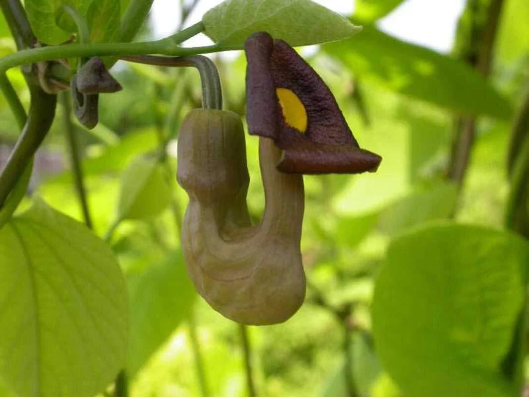 Pipevine Seeds 20 Pack - Aristolochia durior - Exotic Climbing Plant with Unique Pipe-Shaped Flowers