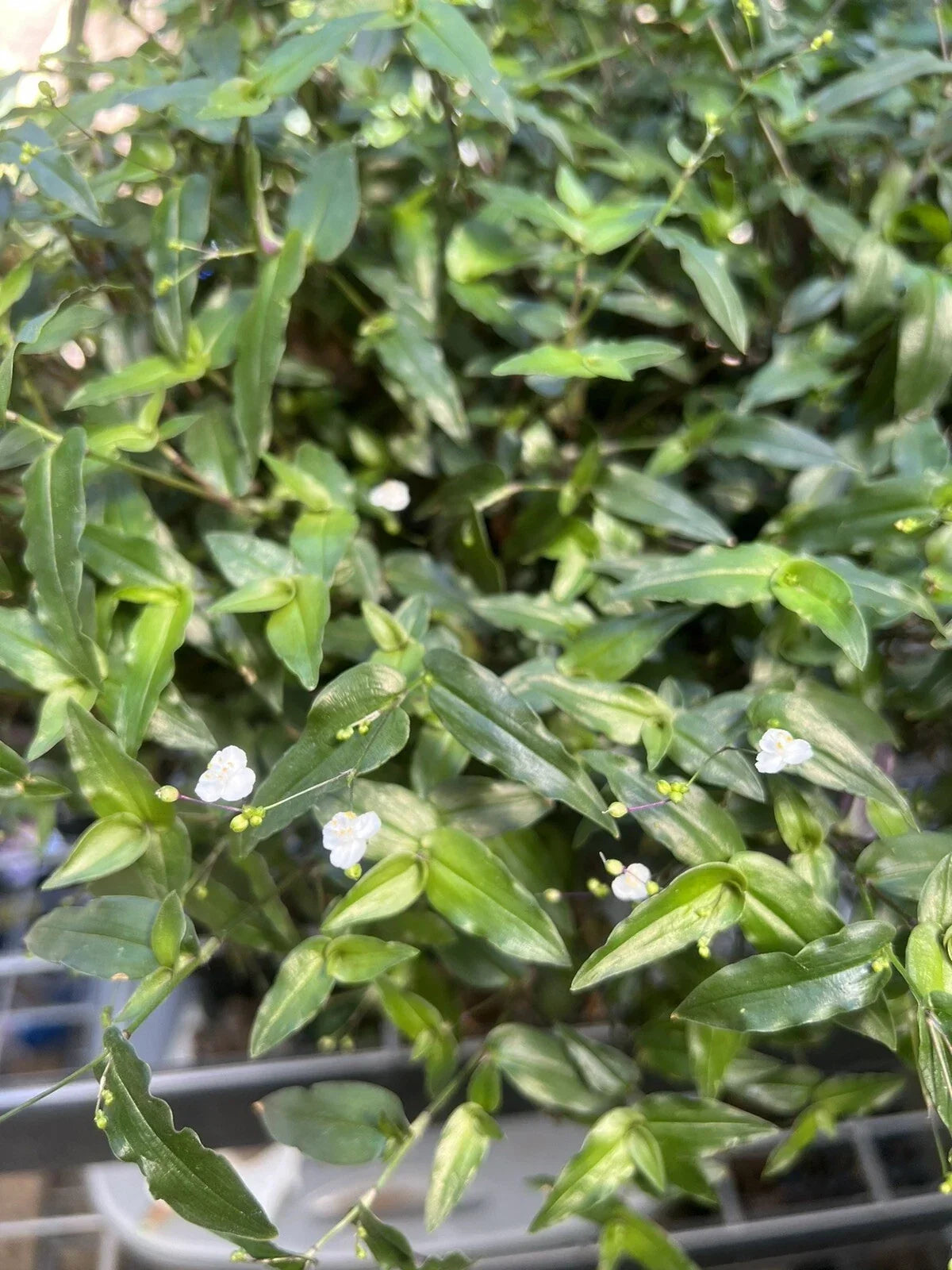 Tahitian Bridal Veil Cuttings - 10 Live Gibasis pellucida Trailing Houseplant for Indoor Outdoor Garden