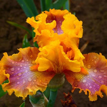 Iris Germanica 'Nice Job' Rhizome - Tall Bearded Iris, Purple Flowering Perennial Plant for Garden