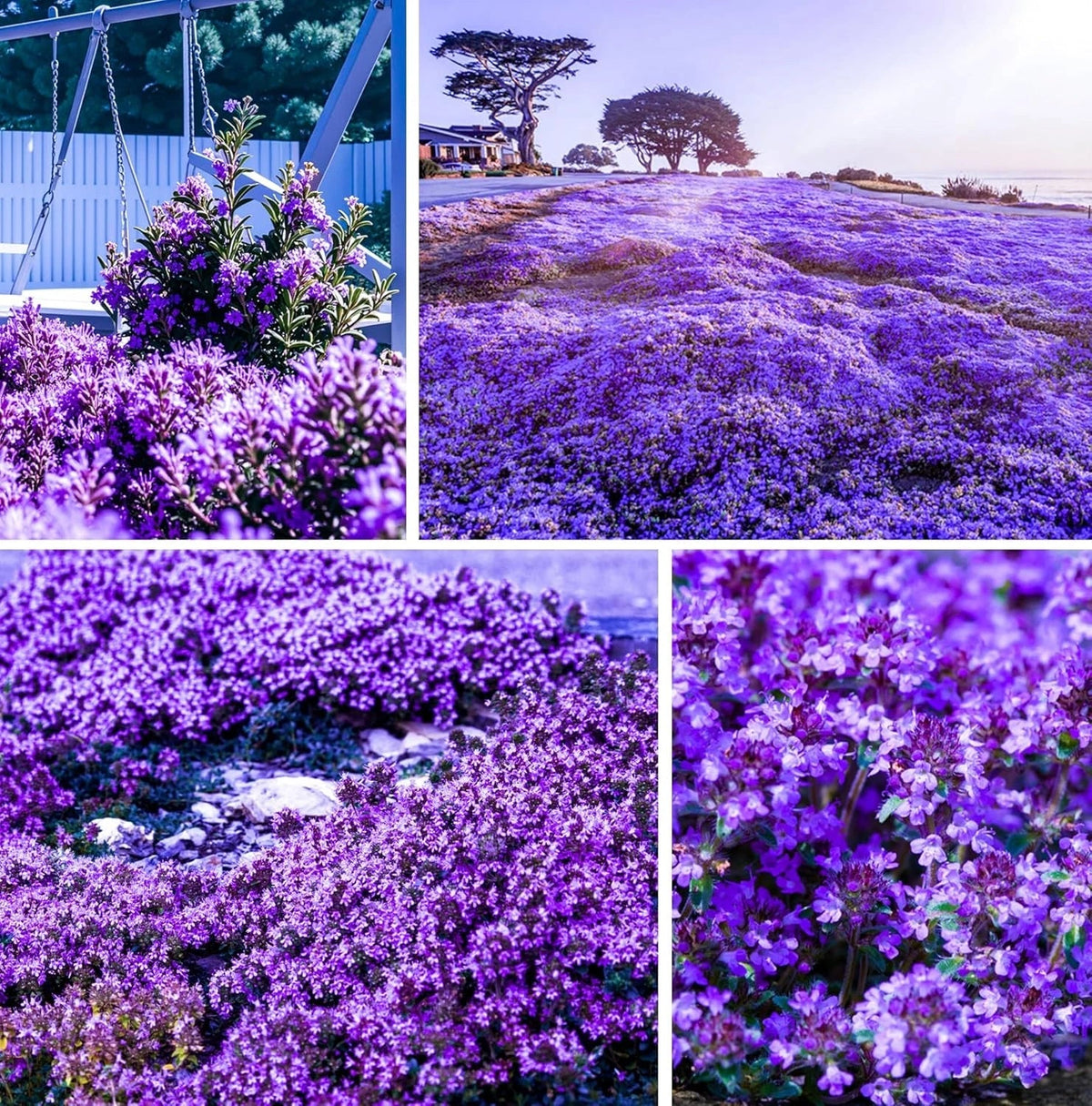 Creeping Thyme Seeds 20,000+ Purple Ground Cover Perennial Thymus serpyllum Non-GMO Heirloom