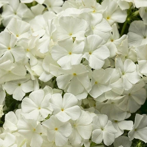 50 Intense White Phlox Seeds | Perennial Flower Seeds for Borders & Containers | Butterfly Attracting | Phlox paniculata