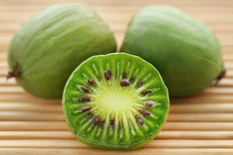 Kiwi Plant Starter Live Rooted Cutting Self-Pollinating Issai Variety Actinidia arguta for Garden or Container