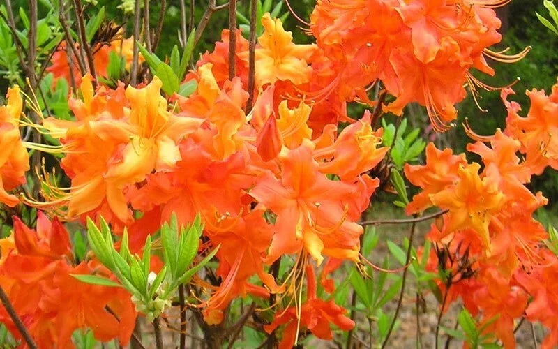Aromi Azalea Plant - Frontier Gold Rhododendron Hybrid - Well-Rooted Deciduous Shrub for Gardens
