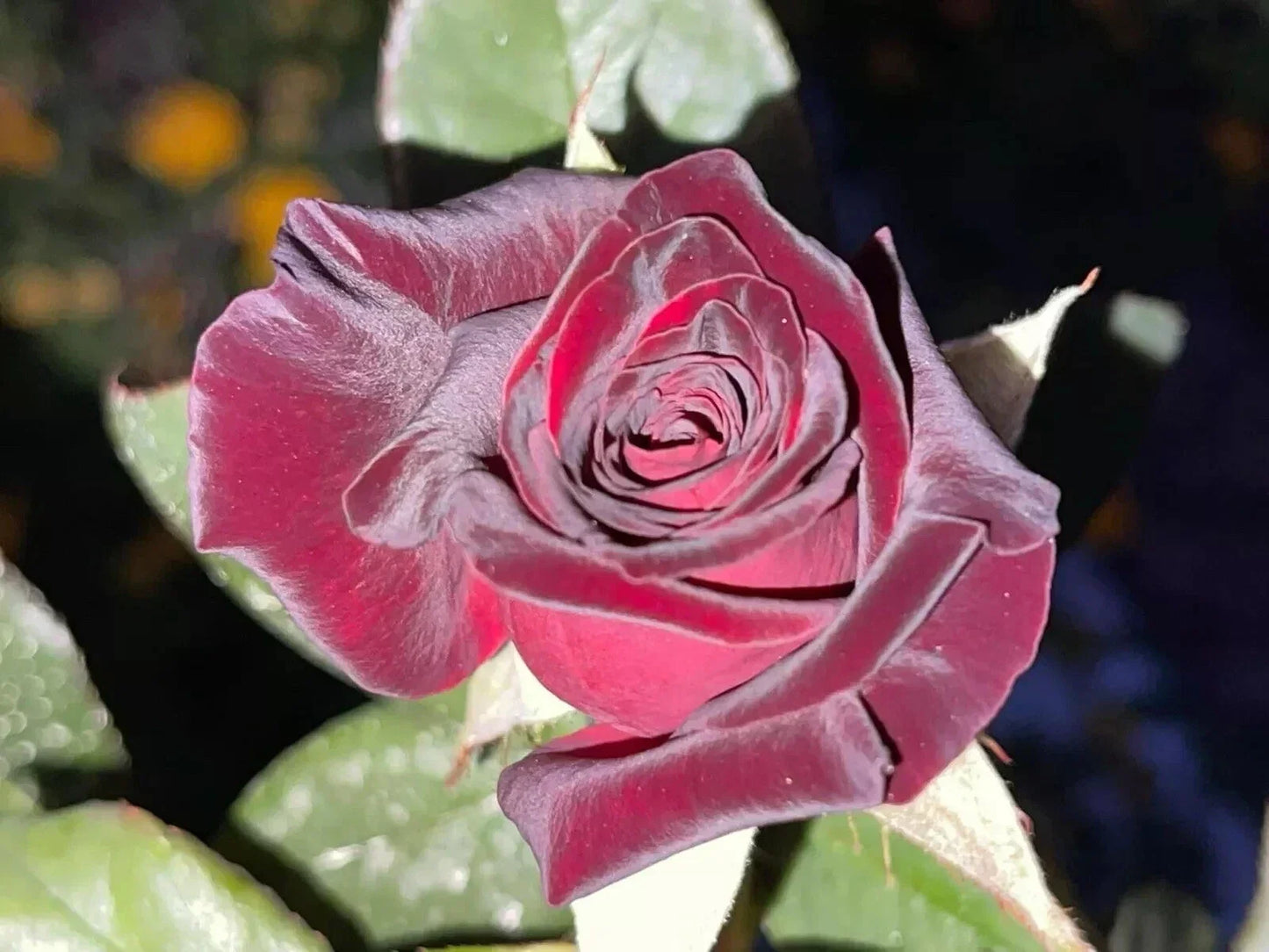 Black Baccara Rose Cuttings - 5 Stems for Planting - Deep Red Flowers - Rosa 'Black Baccara' - Garden, Landscape, Potted