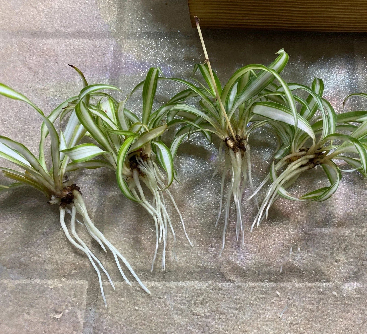 Rooted Spider Plant Babies 4-Pack | Chlorophytum comosum | Easy Care Indoor Houseplants for Low Light